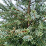 Smrek balkánsky (Picea omorika) – výška 80-100 cm, kont. C12L